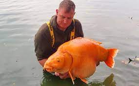 Enormous 67-Pound Goldfish Caught In A Lake In France –, 41% OFF