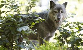 Wolves is about the journey to finding love. Why Do Wolves Howl And Other Top Wolf Questions Answered Smithsonian S National Zoo