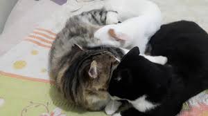 Kedi Profun Girlamasina Dayanamiyorlar Cat Tickling And Kittens Response Youtube