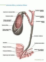 Vesicula Biliar Y Conducto Biliares Vesicula Biliar Anatomia Medica Vesicula