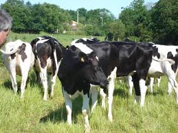 Rasa holstein este raspandita pe intreg teritoriul tarii. Vind Juninci Si Vaci In Lapte Stare Foarte BunÄ Anunturi Agricole
