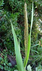 Image result for Panicum pectinellum