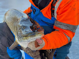 We hope you enjoy our growing. Luis Gonzalez S First Muskie Is A Life Time Muskie Too Caught While Ice Fishing Chicago Sun Times