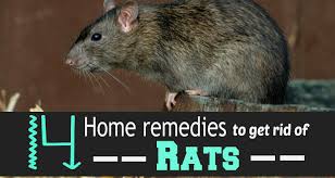 If You Are Wondering How To Get Rid Of Rats Then Help Is At Hand Our Home Remedies For Rats Will Not Only Keep Ra Getting Rid Of Rats Home Remedies