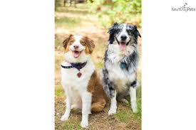 Absolutely adorable mini australian shepherd puppies! Australian Shepherd Puppy For Sale Near Colorado Springs Colorado 3ab0c113 4421