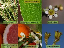 Image result for Rutaceae