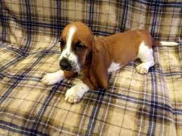 Community, and events craigslist provides local classifieds and forums for jobs, housing, for sale, services, local community, and events. The Best Parrots In The World Basset Hound Puppies For Sale Craigslist Florida