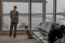 Check spelling or type a new query. Is It Safe To Fly With A Dog Yes Here Is Why Long Haul Trekkers