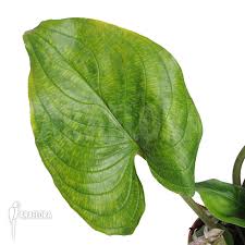 Image result for Cyanastrum