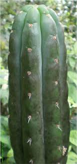 Trichocereus tacaquirensis, trichocereus werdermannianus, helianthocereus werdermannianus trichocereus taquimbalensis is a pretty common cactus from bolivia and can be found in i will now add some pics from backeberg in which he showed the differences between. Trichocereus Pachanoi Trout S Notes