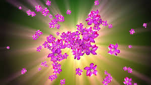 Hd to 4k images, free for download. Mother Nature Flower Background Stock Footage Video 100 Royalty Free 4595468 Shutterstock