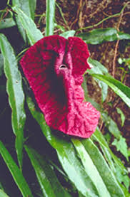 Image result for Aristolochia hockii