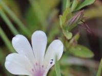 Image result for Barleria lugardii