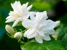 Di indonesia bunga melati putih ini dijadikan sebagai simbol nasional yang. 6 Manfaat Bunga Melati