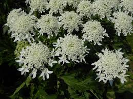 Image result for Physotrichia atropurpurea