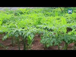Kerala agricultural university (kau) is the primary and the principal instrumentality of the kerala state in providing human resources, and skills and of economic endeavour. Hi Tech Organic Farming In Kerala Youtube