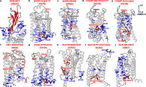 Deep Learning Dynamic Allostery of G-Protein-Coupled Receptors | JACS Au