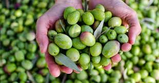 The Two Most Widely Researched Phenolic Compounds Found In Olive Oil Are Oleocanthal Known For Its Anti Inflammatory Pro Olive Extra Virgin Olive Oil Olive Oil