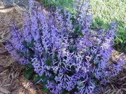 Image result for Monanthotaxis parvifolia