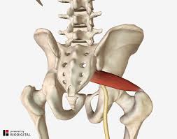Lower back and buttocks muscle. Lower Back And Hip Pain 7 Frequently Overlooked Causes