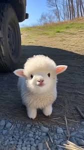 I Love Beautiful Baby Lamb That Smiles | TikTok