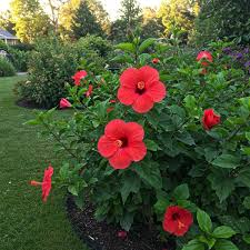 Image result for Hibiscus meyeri