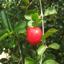 Image result for Malpighia