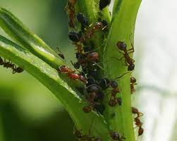 I use mine to kill spiders mostly and i was got this and i am not happy with this product it doesnt work.i wont buy this again. What Are Ants And How To Control In Your Home And Garden