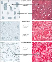Cartilage Is A Connective Tissue Consisting Of Collagenous Fibers Embedded In A Firm Matrix Of Chondroitin Sulfa Anatomy And Physiology Physiology Tissue Types