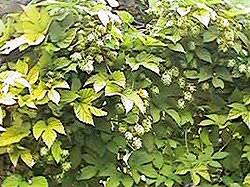 Image result for Cannabaceae