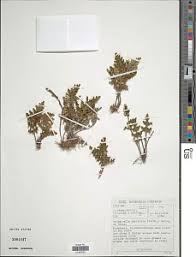 Image result for Selaginella imbricata