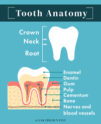 If a tooth is not infected or acutely inflamed, it will not need a root canal. Root Canal What To Expect Benefits Risks And Costs Ask The Dentist