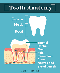 Fuji gic cement is another popular temporary filling on the market which comes in versions ii, vii and ix. Root Canal What To Expect Benefits Risks And Costs Ask The Dentist