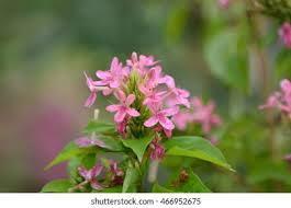 Image result for x Ruttyruspolia 'Phyllis van Heerden'