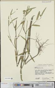 Image result for Sida javensis