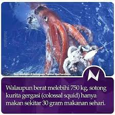 Discover sotong meaning and improve your english skills! Nak Fakta On Twitter Sotong Kurota Gergasi Hanya Makan Sekitar 30 Gram Sehari Nakfakta Nakbebel