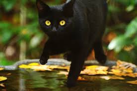 This dream can also mean that an old, estranged friend of yours will be blaming you. Why Are There More Black Cats Left In Animal Shelters
