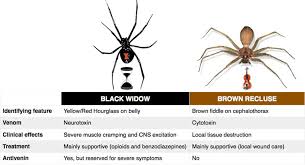 No one he ever died from a black widows spider bite in over ten years. Spider Bites Black Widow Vs Brown Recluse Black Grepmed
