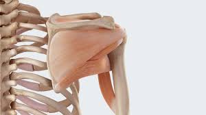 Maybe you would like to learn more about one of these? Shoulder Anatomy Of The Shoulder Joint Medi