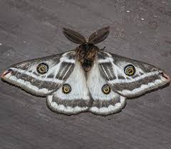 Image result for Dicoma arenaria