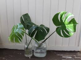 How To Propagate A Monstera Deliciosa Leaf And Paw Plants Grown In Water Propagating Plants Winter Plants