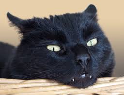 Fotos Gratis Animal Foto Mascota Pelaje Retrato Gato Negro Fauna De Cerca Bigotes Hocico Ojo Adidas Cabeza Expresion Hermosa Mieze Fotografia De La Vida Silvestre Bombay Cara De Gato British Shorthair