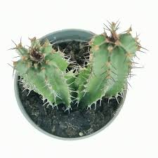 Image result for Euphorbia jubata