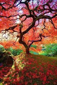 Beautiful Gardens Around The World The Famous Maple Japanese Gardens Portland Oregon Portland Japanese Garden Beautiful Nature Japanese Garden