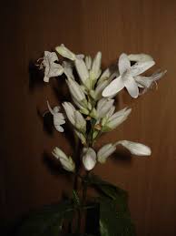 Image result for Whitfieldia brazzae