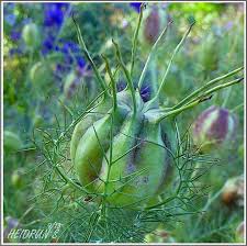 I have read many reports of it outgrowing its estimated. Love In A Mist Seed Pods Seed Pods Seeds Trees To Plant