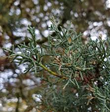 Image result for Cupressus arizonica