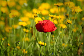 We did not find results for: L Oidium Du Rosier Et Les Traitements Bio Bouturerosier Fr