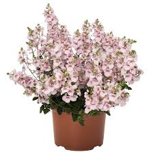 Image result for ostruhatka