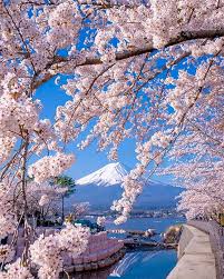 A Beautiful Spring Rhapsody Of Sakura And Nemophila Flowers In Fukuoka Prefecture Japanese Landscape Japan Tourist Cherry Blossom Japan
